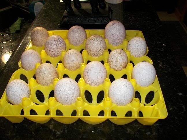 teggs2.jpg