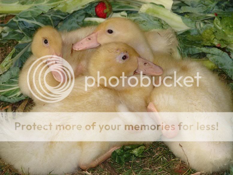 PekinDucklings2.jpg