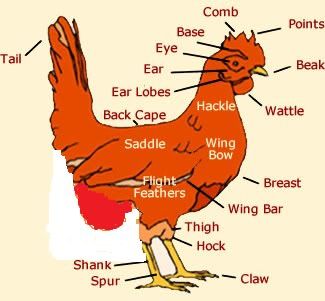 chickenanat.jpg