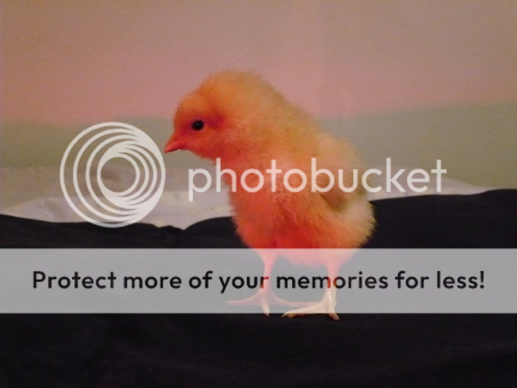 chickies005.jpg