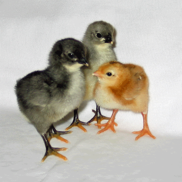 web-Perkins-first-baby-chic.gif