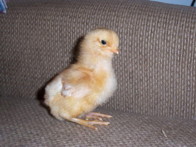 FuzzyButts046.jpg