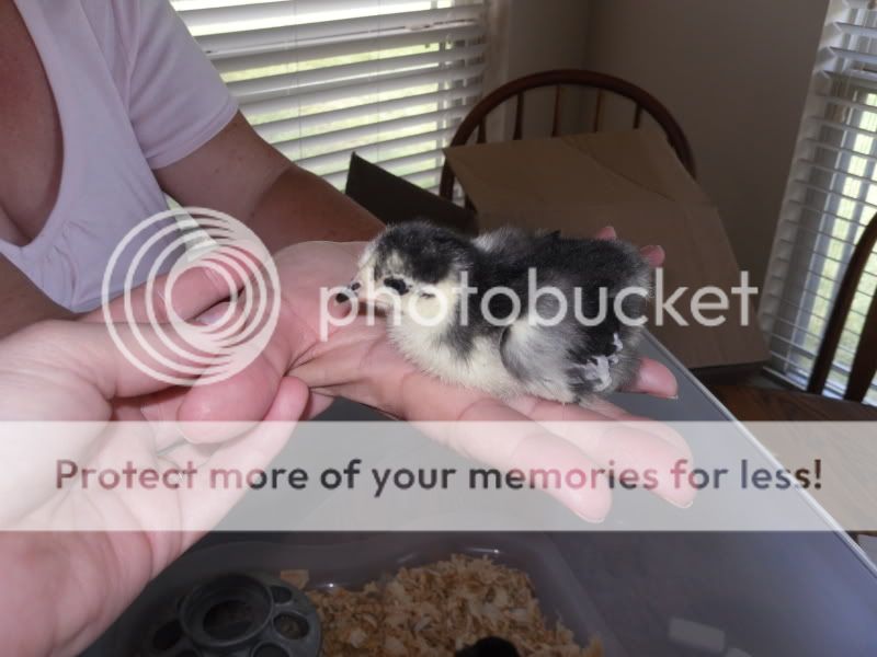 SAM_0828.jpg