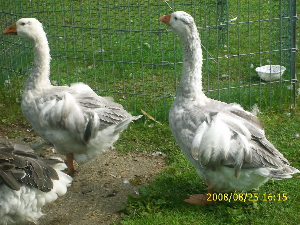 goslings154.jpg