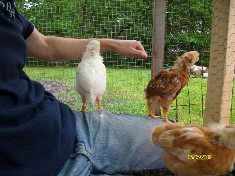 Chicksday25005.jpg
