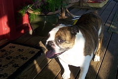 chicken-predators-lola.jpg