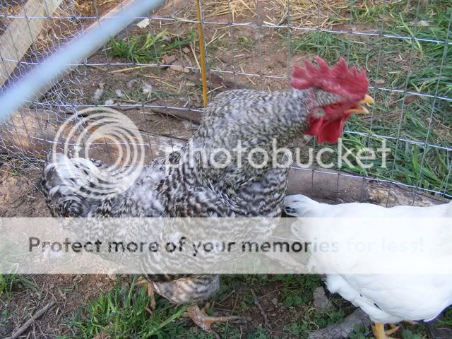 Coop-fence022.jpg