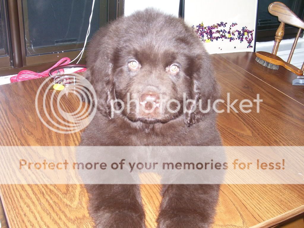 Griffin.jpg