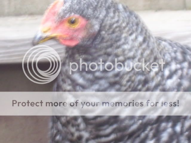 100_2789.jpg