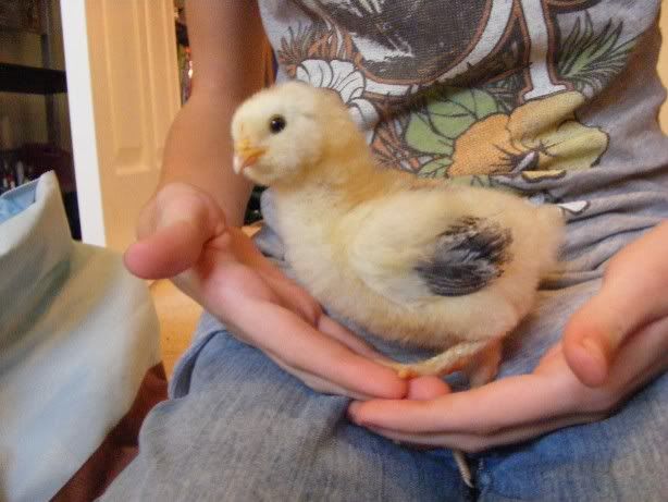 Chicks100509013.jpg