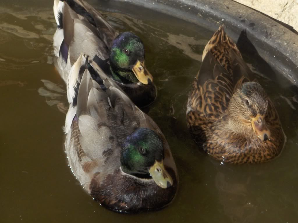 Ducks005.jpg
