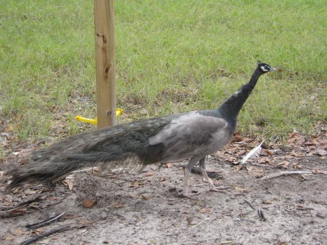 IMG_1997.jpg
