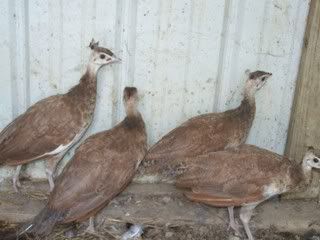 birds140.jpg