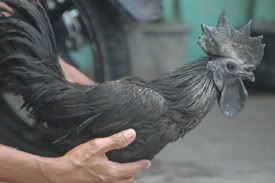 bantamcemani30.jpg