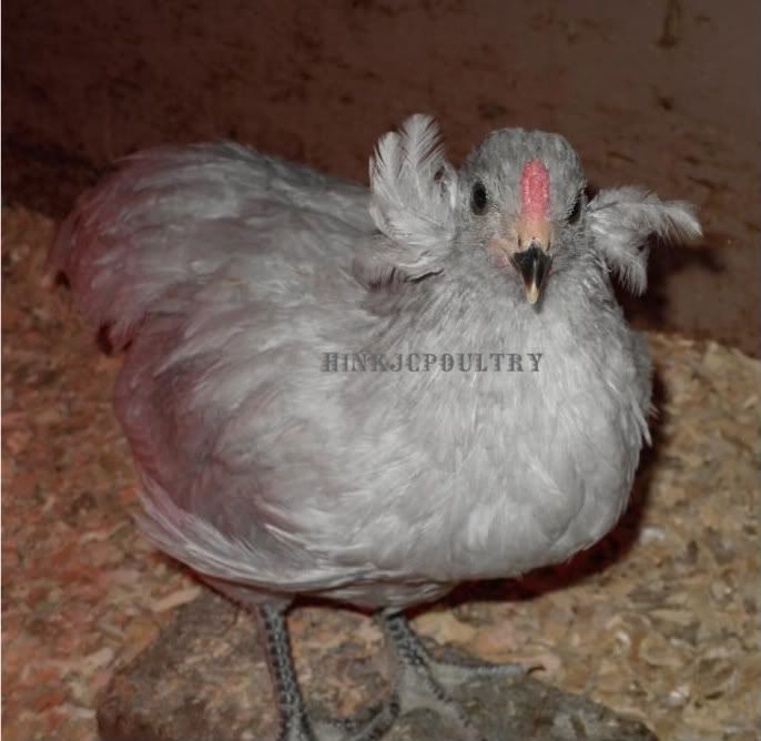 cagesaraucana012.jpg