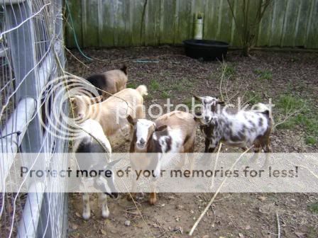 goaties1.jpg