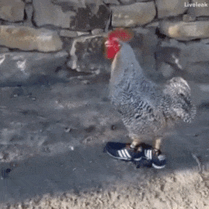 XsY7Mi6.gif
