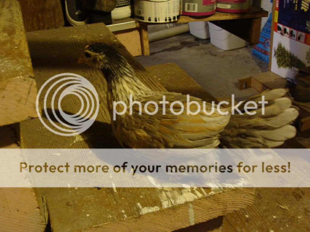 ChickPicks434.jpg