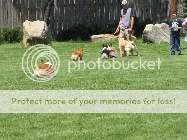 2010corgipicnic007-1.jpg