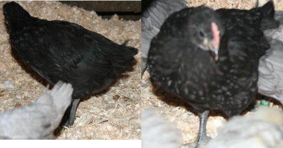 black3.jpg