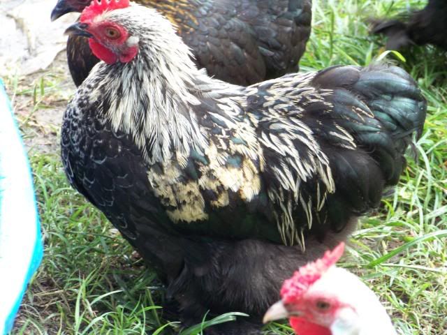 Bantamcochins015.jpg