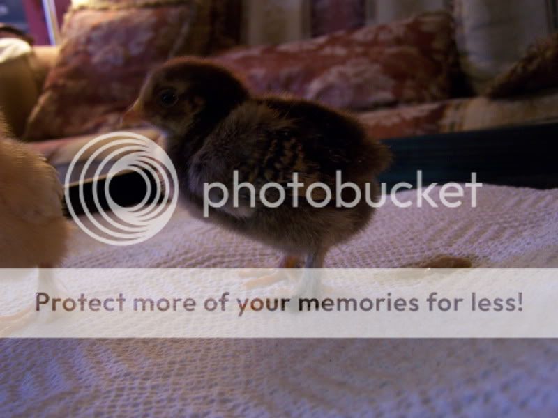 2010bootedbantamchicks009.jpg