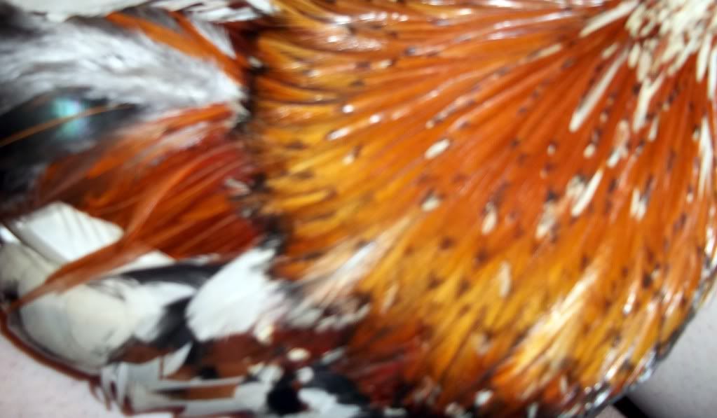 roocloseup.jpg