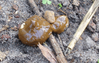 Poo3.gif