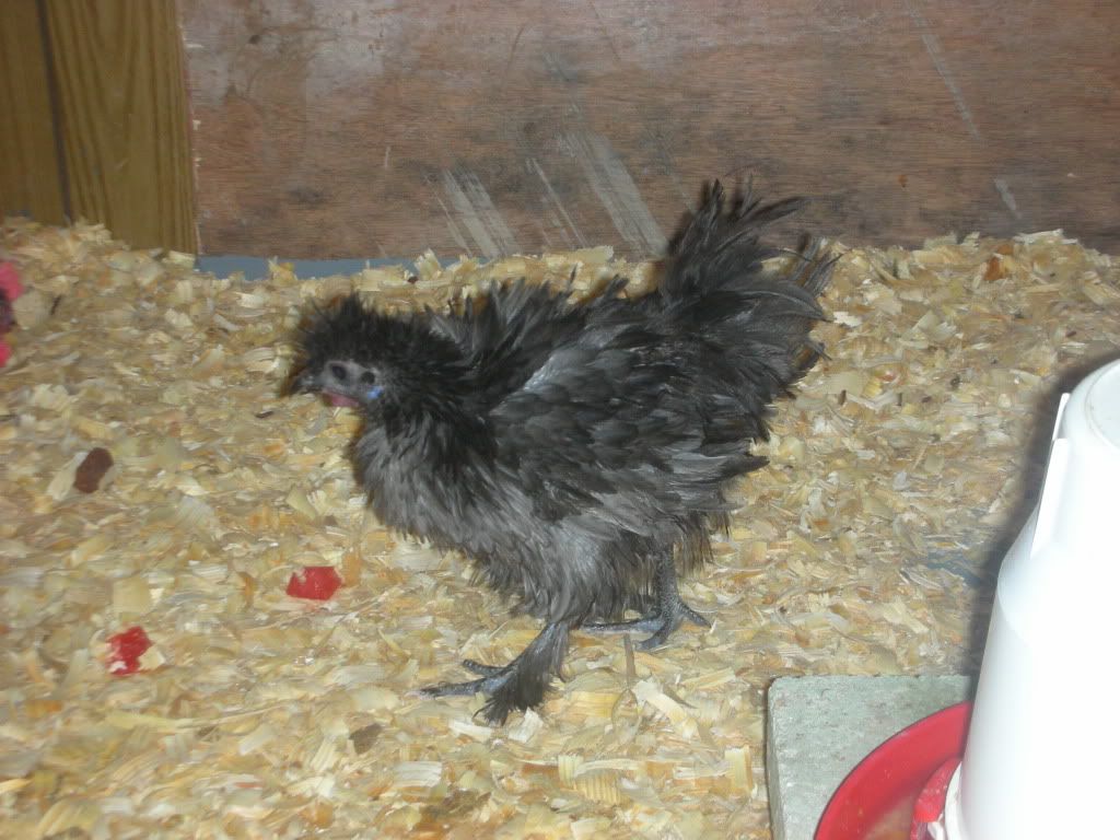 NewChickens024.jpg