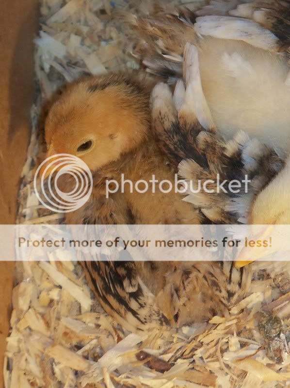 morebabychicks004.jpg