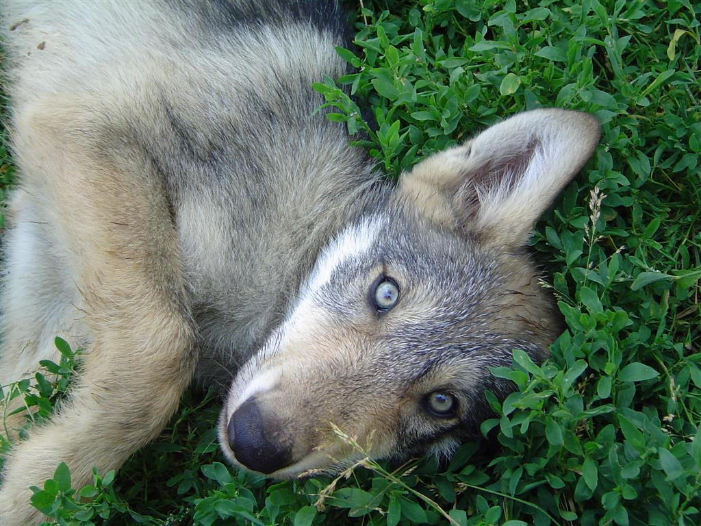 Wolf_Puppy_1_by_dabomb4097.jpg