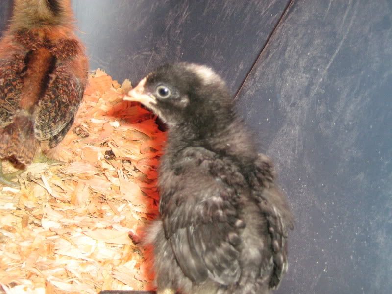 Chicks071.jpg