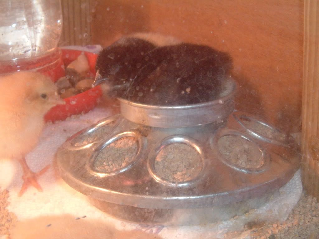 2003_0101bochicks0003.jpg