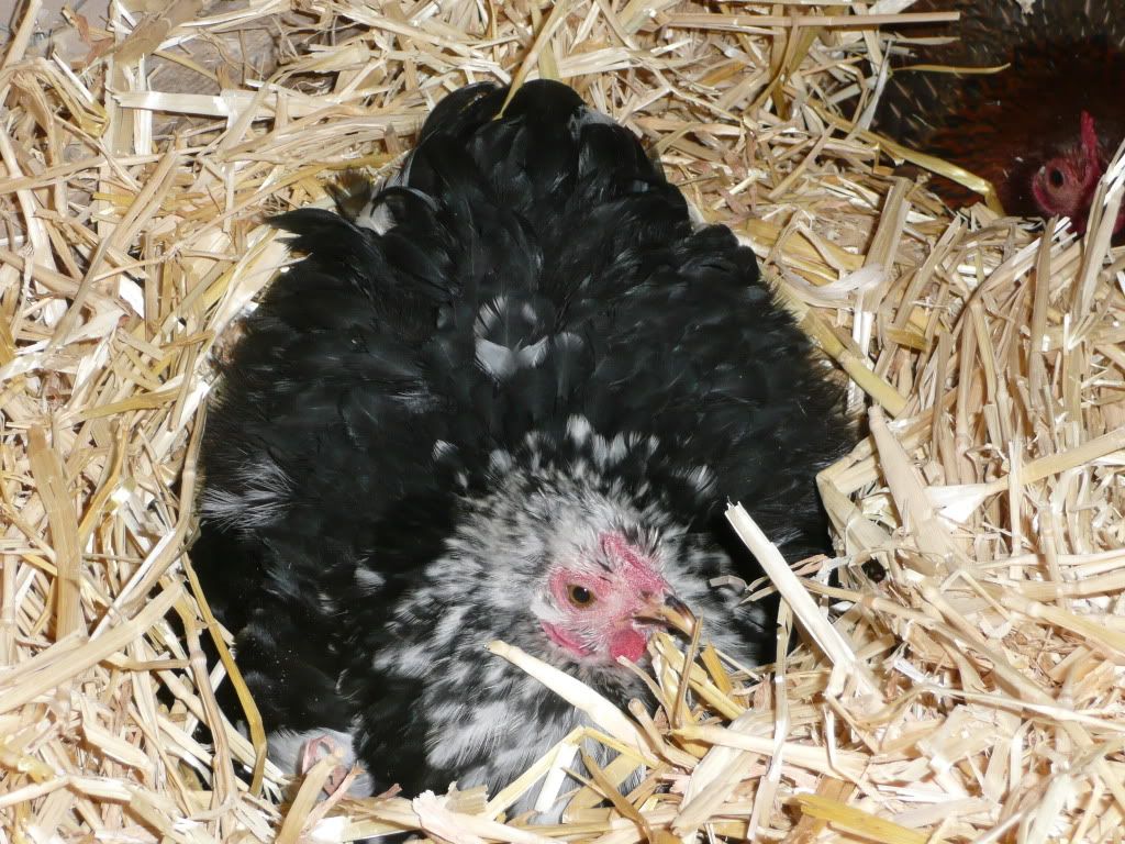 mychickens060.jpg