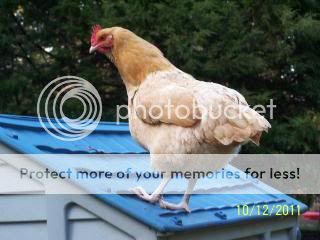 ChickenCoop2011005-2.jpg
