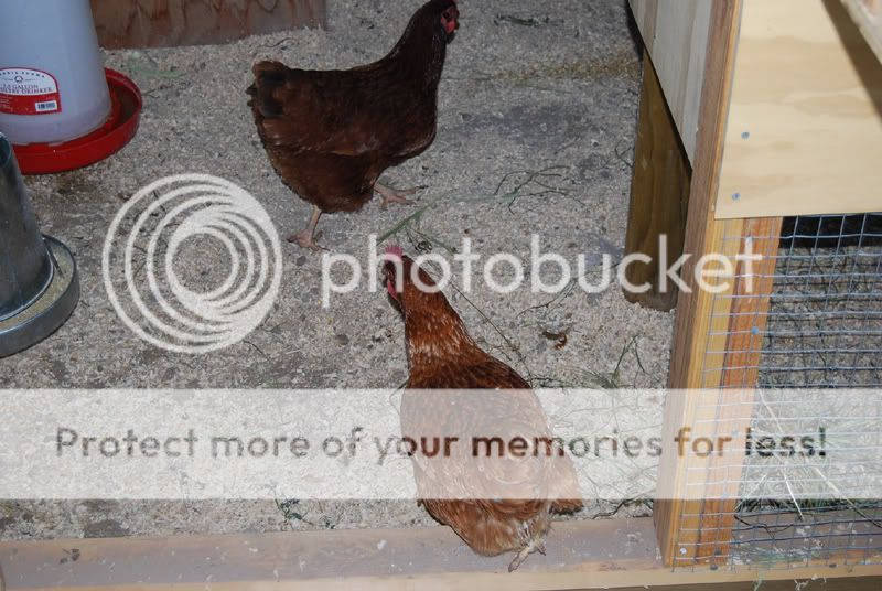 Freeranging_27a.jpg