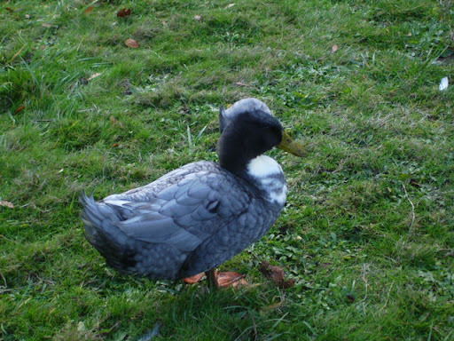 DSC08968.JPG