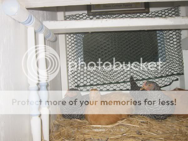 121108sleepingincoopemail.jpg