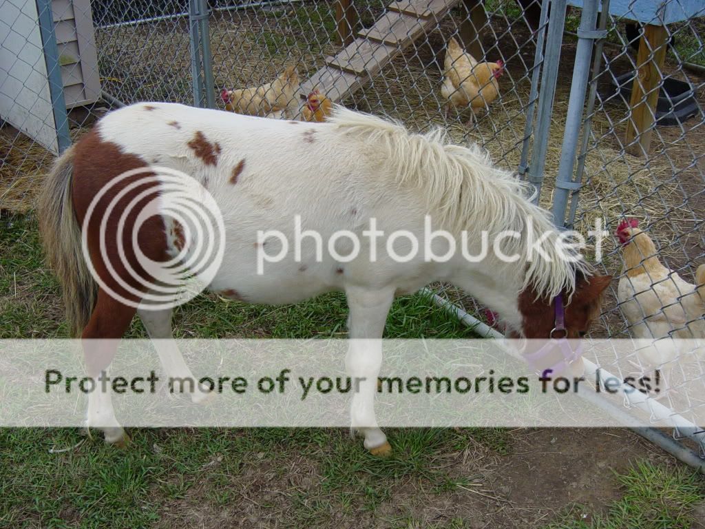 Picss004-1.jpg
