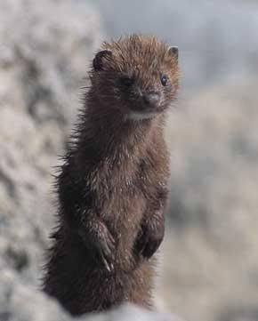 mink_mustela_vison_imagelarge.jpg