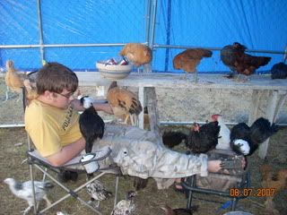 chickens012.jpg