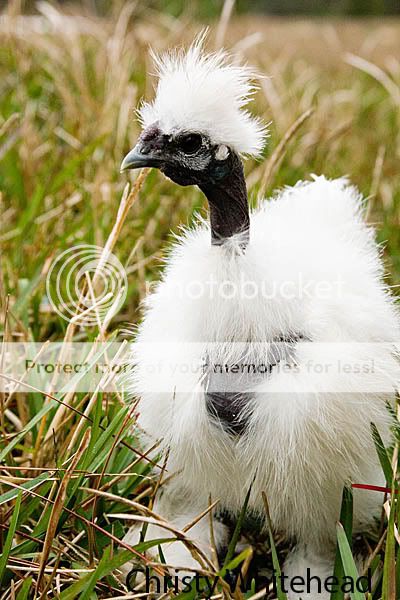 ChickensJan099513LRCW.jpg