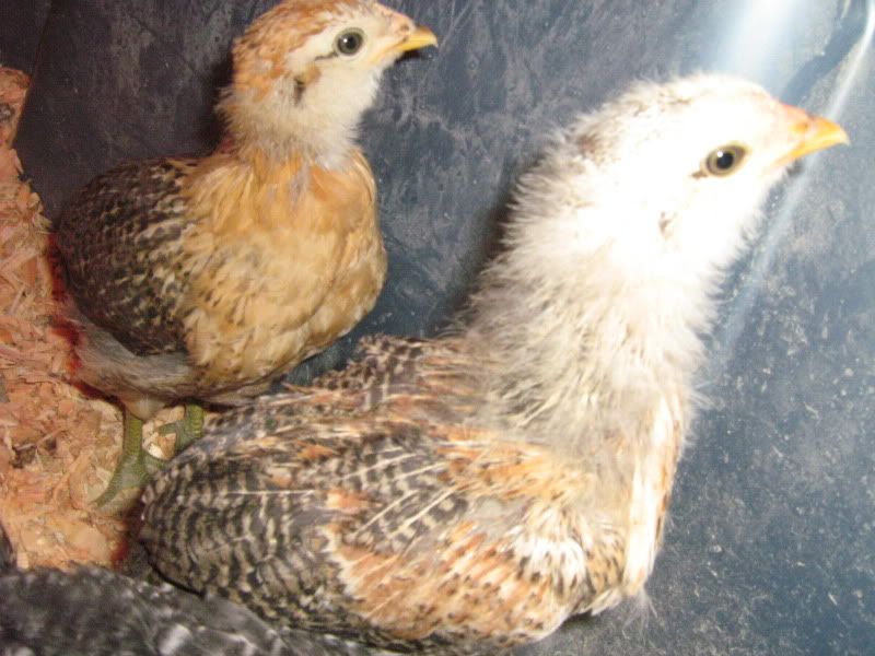SFandChicks067.jpg