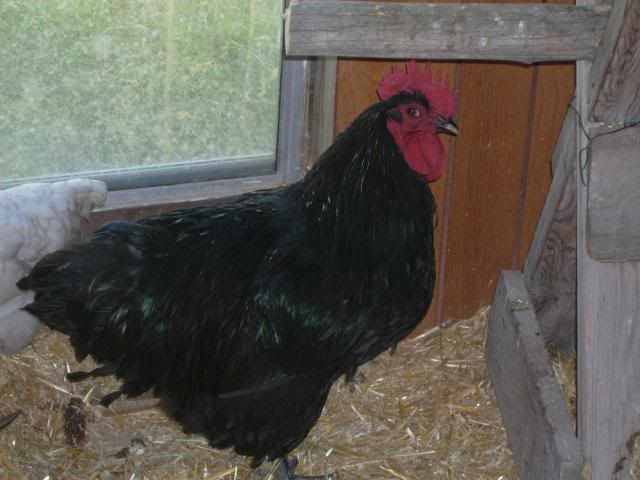 whiteorps021.jpg