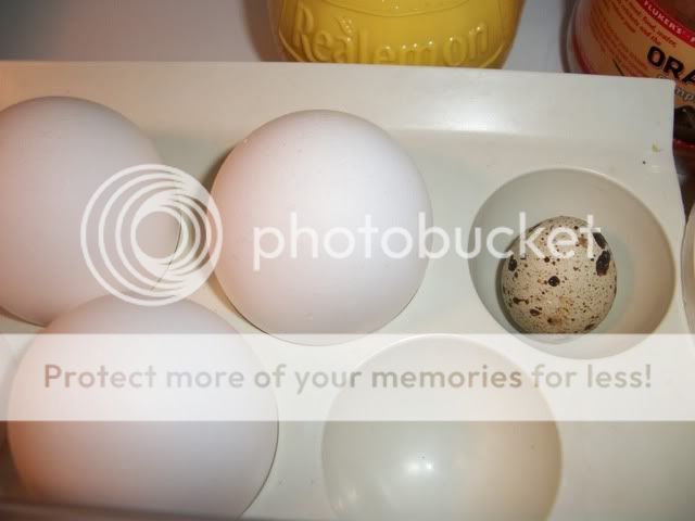 100_5695.jpg