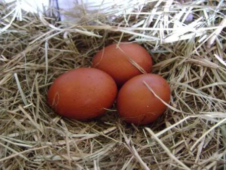 todaysBCMeggs2.jpg