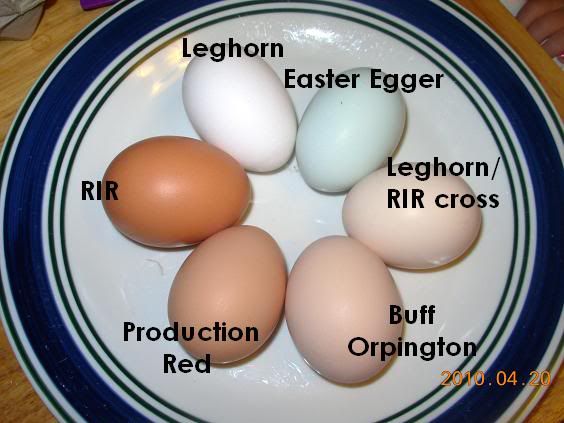 EGGSbybreed.jpg