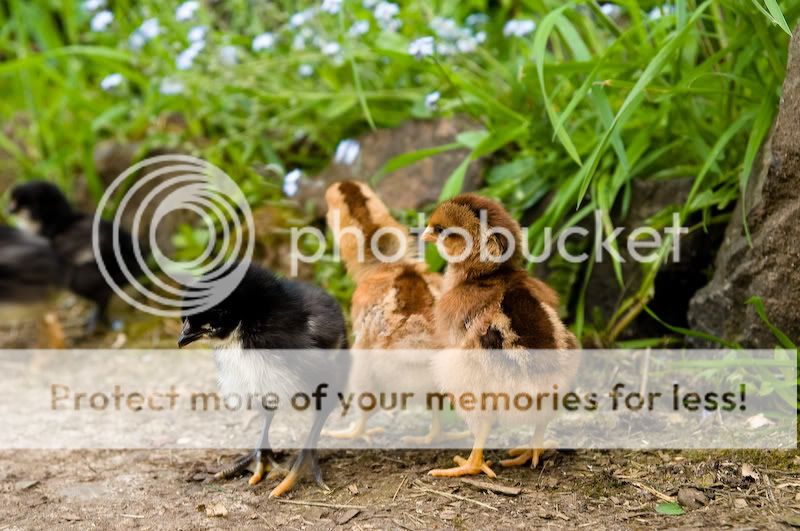 0806babychicks001.jpg