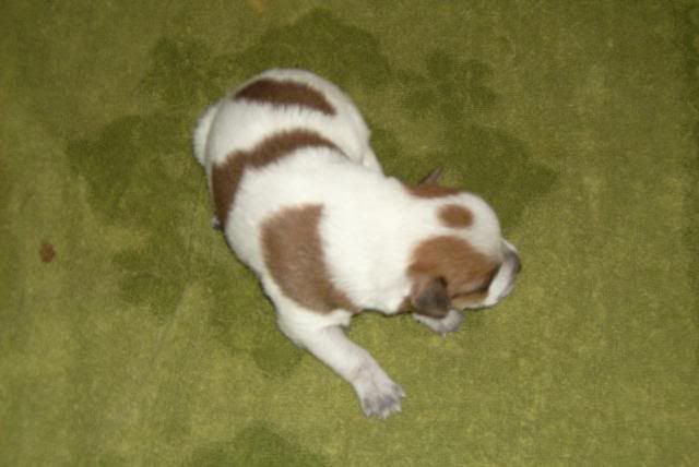 pup3.jpg