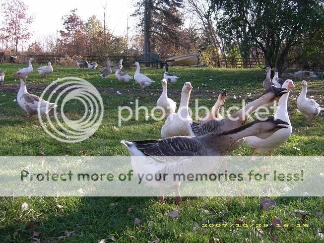 geese07.jpg